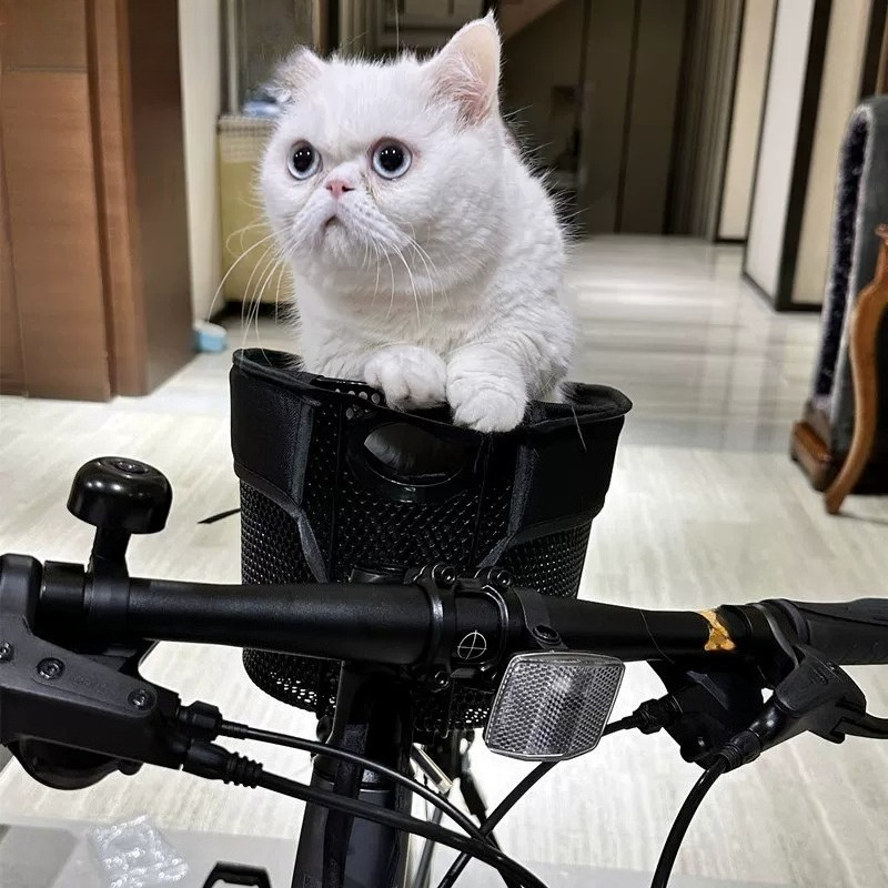 Foldable Bicycle Dog Basket,Pe - Mountain Biking With Dog ulasan dan harga